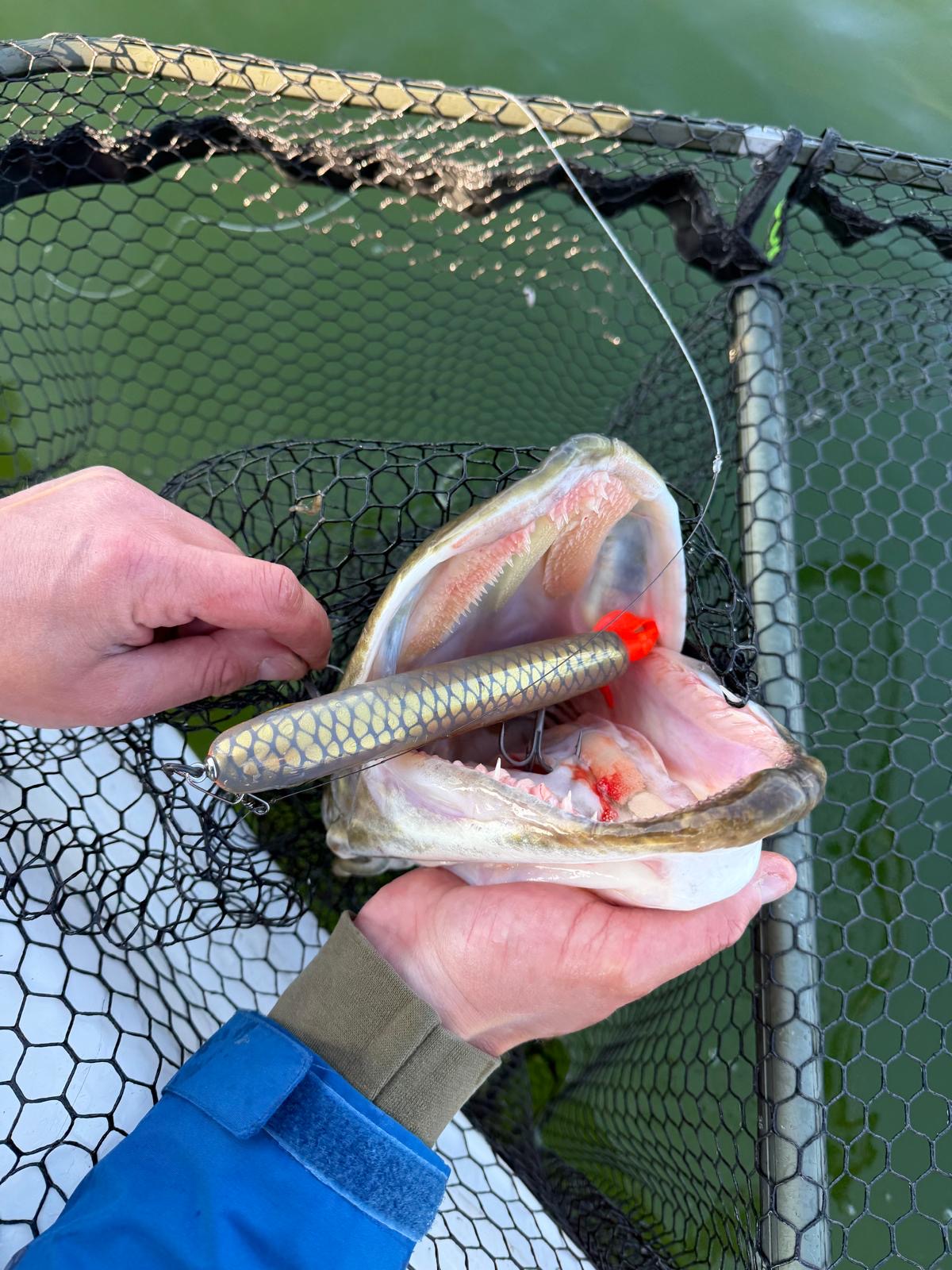 Jerkbait Masterclass