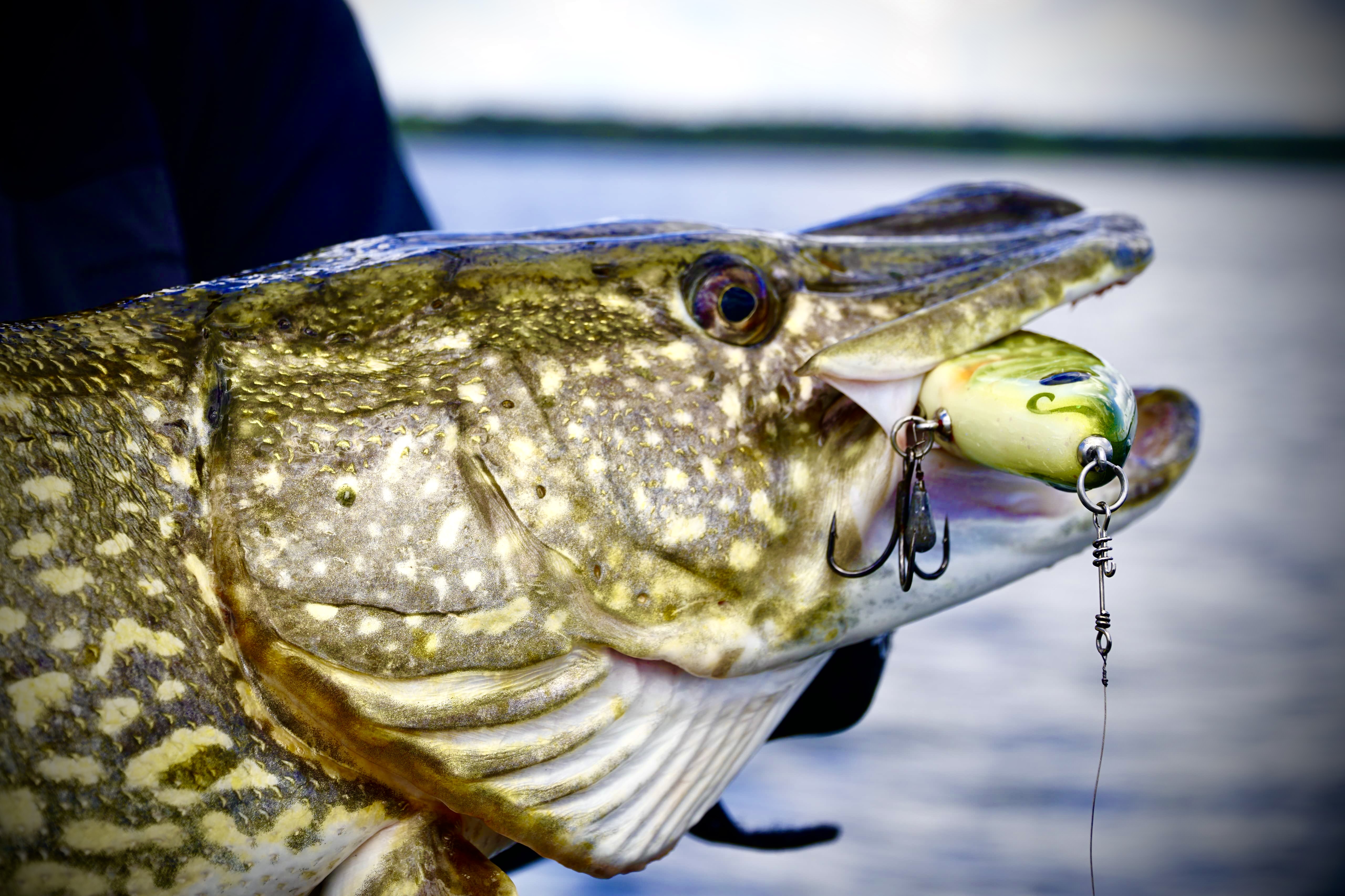 Jerkbait Masterclass